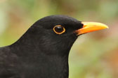 Übersichtsbild der Kategorie Amsel