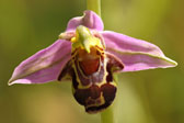 Übersichtsbild der Kategorie Bienen-Ragwurz