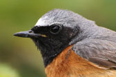 Übersichtsbild der Kategorie Gartenrotschwanz