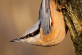 Übersichtsbild der Kategorie Kleiber