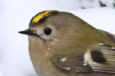 Übersichtsbild der Kategorie Wintergoldhaehnchen