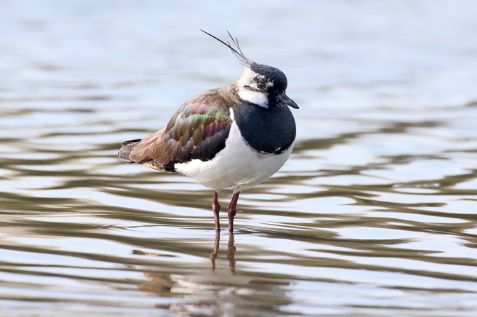 Kiebitz, Northern lapwing (<em>Vanellus vanellus</em>)