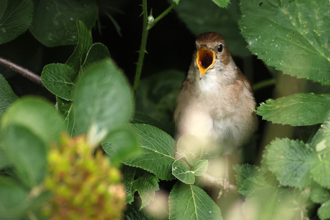Nachtigall, Common nightingale (<em>Luscinia megarhynchos</em>)