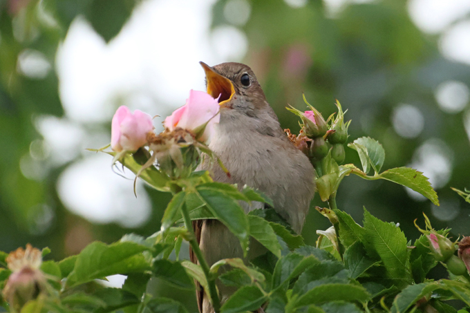 Nachtigall, Common nightingale (<em>Luscinia megarhynchos</em>)