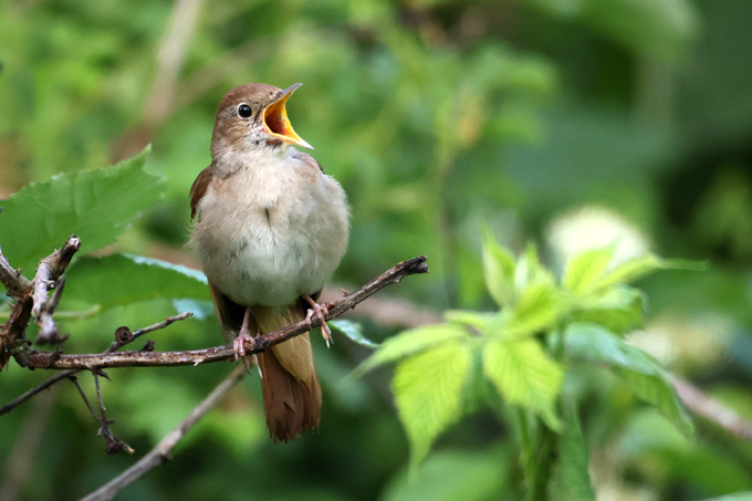 Nachtigall, Common nightingale (<em>Luscinia megarhynchos</em>)