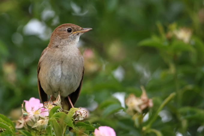 Nachtigall, Common nightingale (<em>Luscinia megarhynchos</em>)