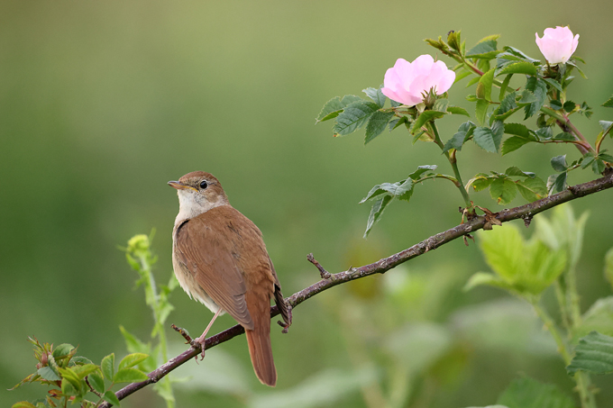 Nachtigall, Common nightingale (<em>Luscinia megarhynchos</em>)