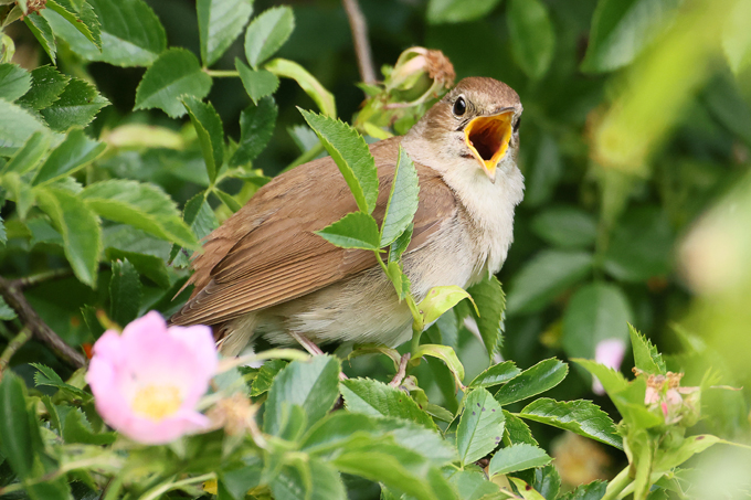 Nachtigall, Common nightingale (<em>Luscinia megarhynchos</em>)