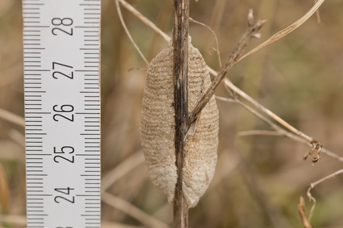 Gottesanbeterin, Praying mantis (<em>Mantis religiosa</em>)