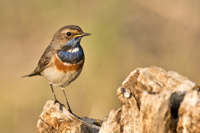 Blaukehlchen, Bluethroat (<em>Luscinia svecica</em>)