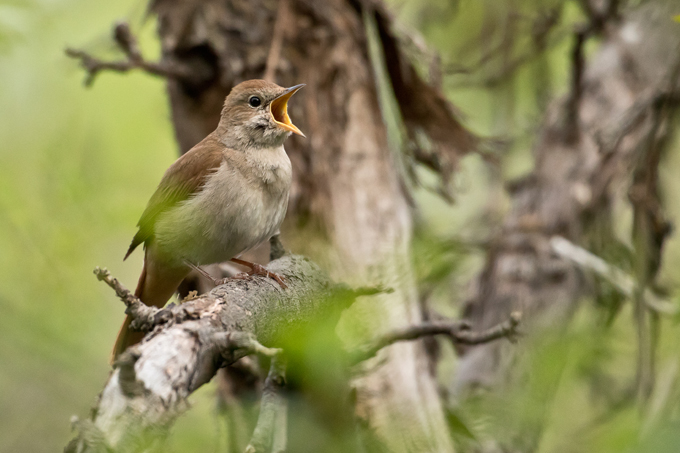 Nachtigall, Common nightingale (<em>Luscinia megarhynchos</em>)