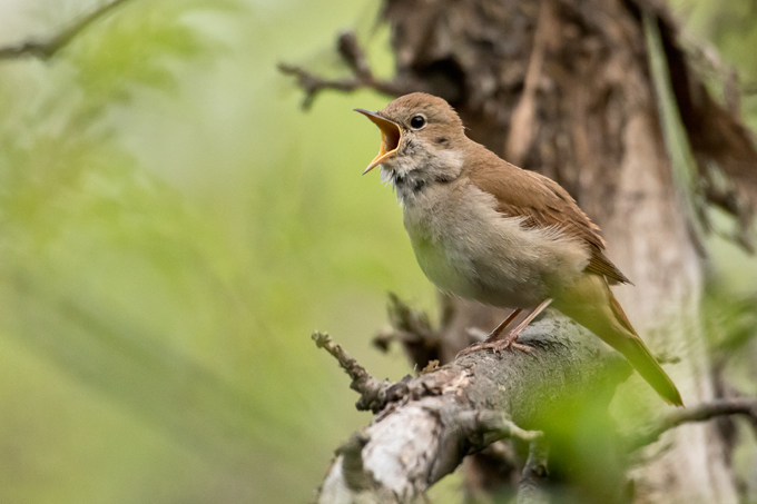 Nachtigall, Common nightingale (<em>Luscinia megarhynchos</em>)