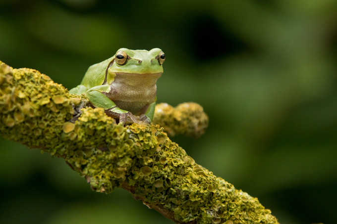 Laubfrosch, European tree frog (<em>Hyla arborea</em>)