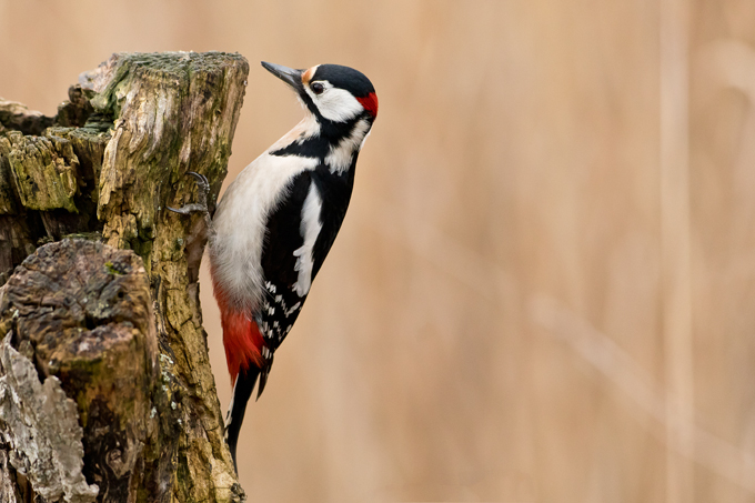 Buntspecht, Great spotted woodpecker (<em>Dendrocopos major</em>)
