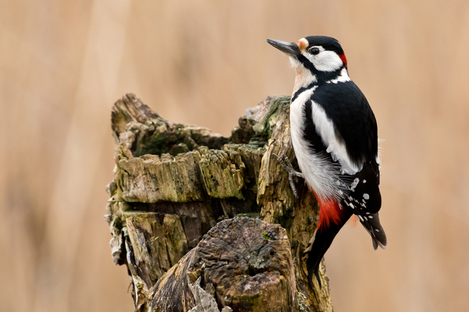 Buntspecht, Great spotted woodpecker (<em>Dendrocopos major</em>)