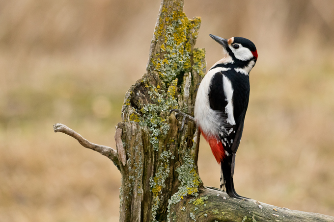 Buntspecht, Great spotted woodpecker (<em>Dendrocopos major</em>)