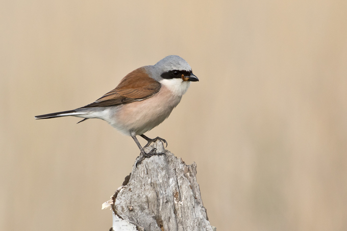 Neuntöter, Red-backed shrike (<em>Lanius collurio</em>)