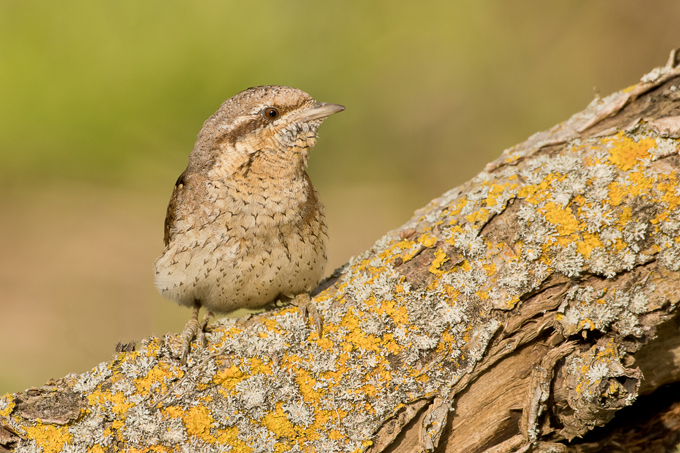 Wendehals, Eurasian wryneck (<em>Jynx torquilla</em>)