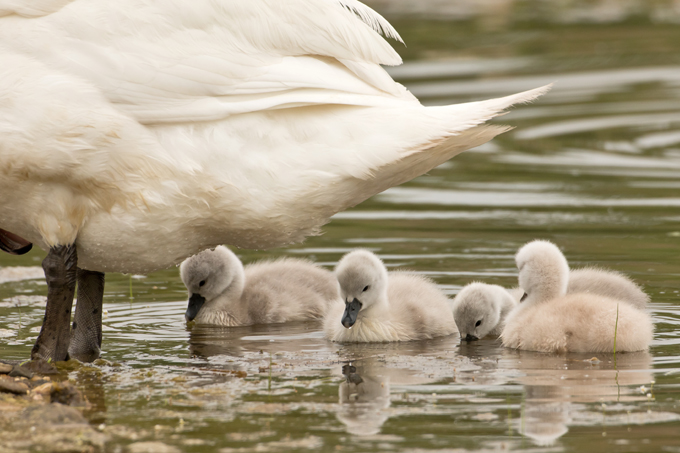 Höckerschwan, Mute swan (<em>Cygnus olor</em>)