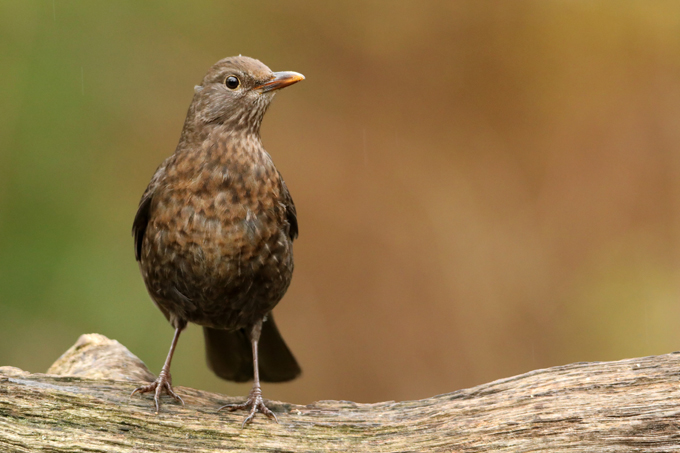 Amsel, Common blackbird (<em>Turdus merula</em>)