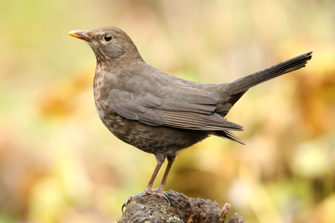 Amsel, Common blackbird (<em>Turdus merula</em>)