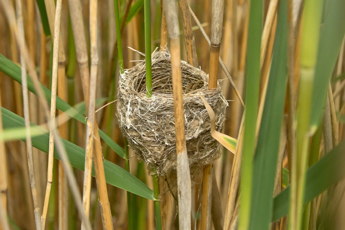 Teichrohrsänger, Eurasian reed warbler (<em>Acrocephalus scirpaceus</em>)