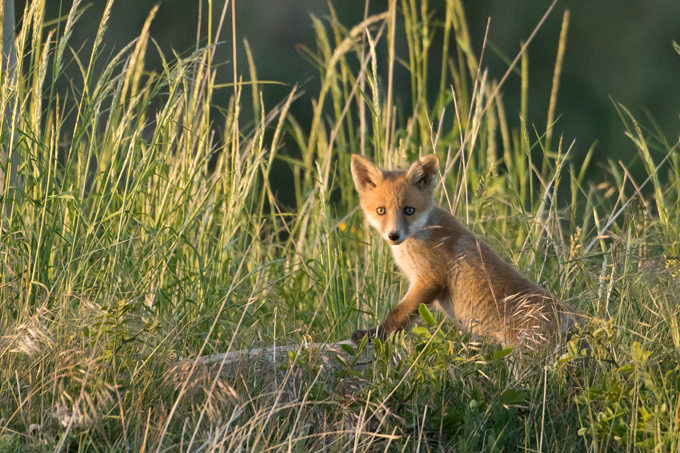 Rotfuchs, Red fox (<em>Vulpes vulpes</em>)