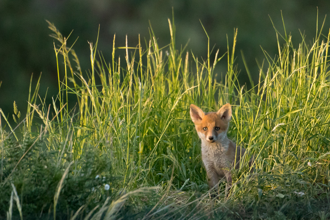 Rotfuchs, Red fox (<em>Vulpes vulpes</em>)