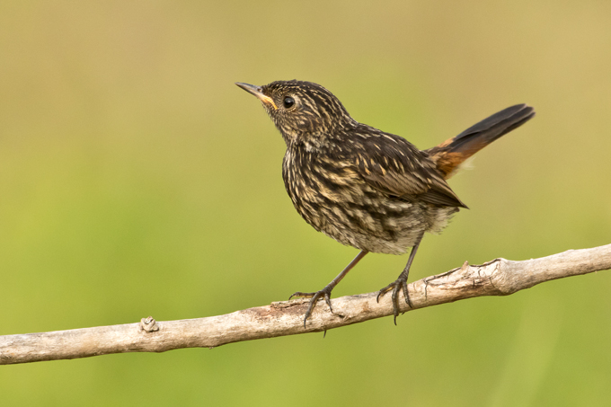 Blaukehlchen, Bluethroat (<em>Luscinia svecica</em>)