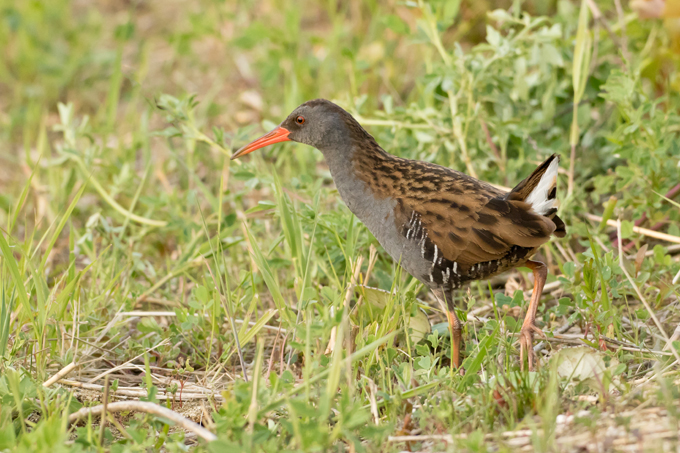 Wasserralle, Water rail (<em>Rallus aquaticus</em>)