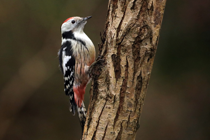 Mittelspecht, Middle spotted woodpecker (<em>Leiopicus medius</em>)