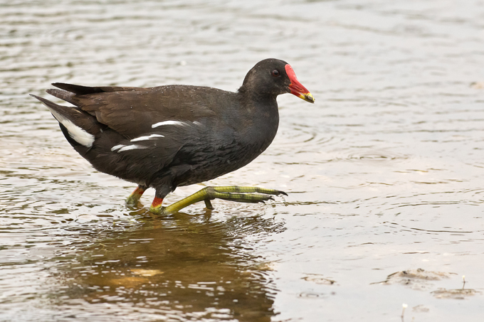 Teichhuhn, Common moorhen (<em>Gallinula chloropus</em>)