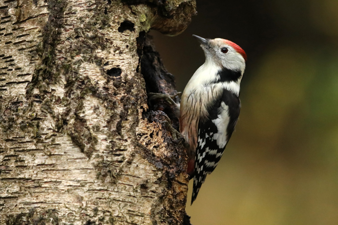 Mittelspecht, Middle spotted woodpecker (<em>Leiopicus medius</em>)