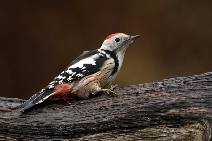 Mittelspecht, Middle spotted woodpecker (<em>Leiopicus medius</em>)