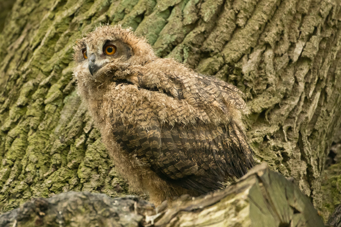 Uhu, Eurasian eagle-owl (<em>Bubo bubo</em>)