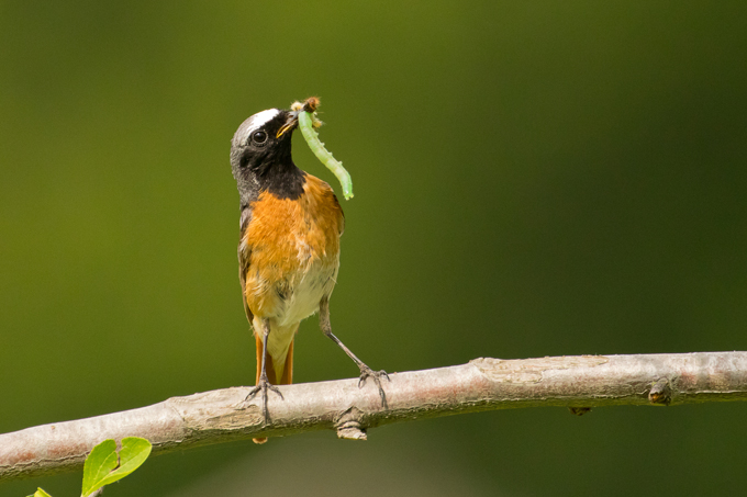 Gartenrotschwanz, Common redstart (<em>Phoenicurus phoenicurus</em>)