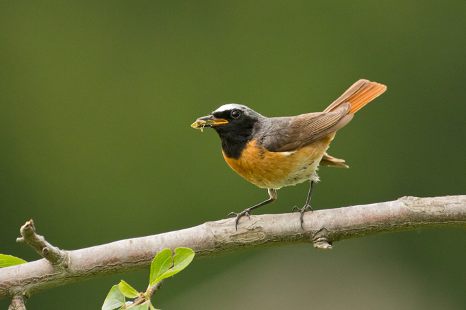 Gartenrotschwanz, Common redstart (<em>Phoenicurus phoenicurus</em>)