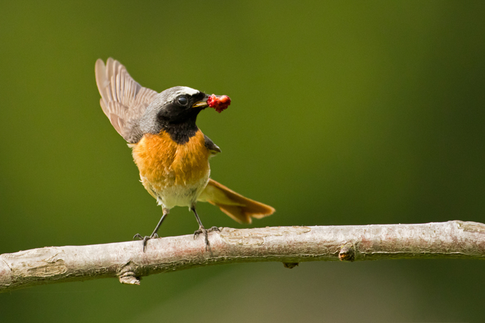 Gartenrotschwanz, Common redstart (<em>Phoenicurus phoenicurus</em>)