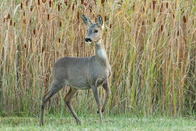 Reh, Roe deer (<em>Capreolus capreolus</em>)