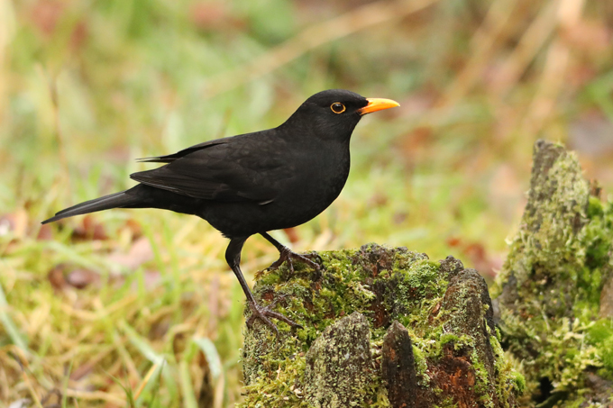 Amsel, Common blackbird (<em>Turdus merula</em>)