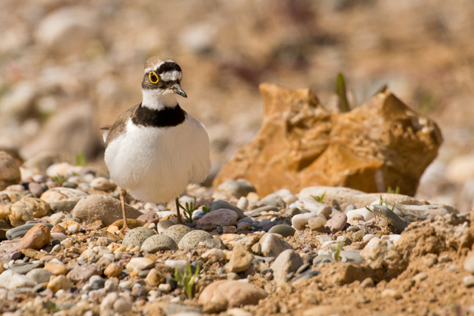 Flussregenpfeifer, Little ringed plover (<em>Charadrius dubius</em>)