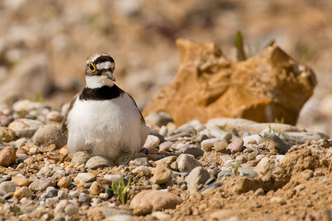 Flussregenpfeifer, Little ringed plover (<em>Charadrius dubius</em>)