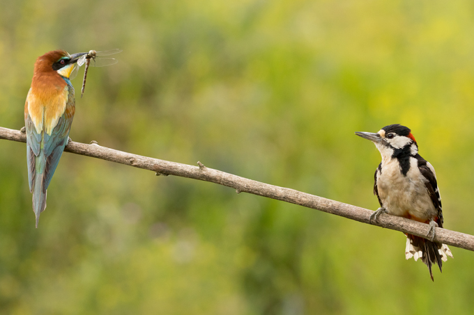 Buntspecht, Great spotted woodpecker (<em>Dendrocopos major</em>)