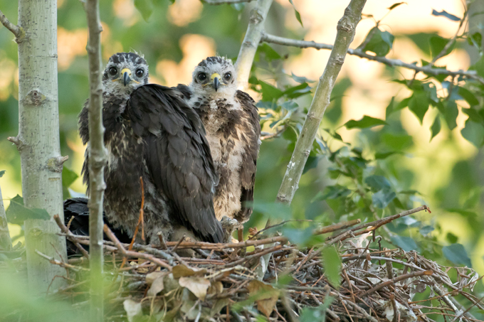 Mäusebussard, Common buzzard (<em>Buteo buteo</em>)