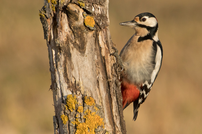 Buntspecht, Great spotted woodpecker (<em>Dendrocopos major</em>)