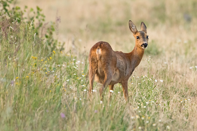 Reh, Roe deer (<em>Capreolus capreolus</em>)