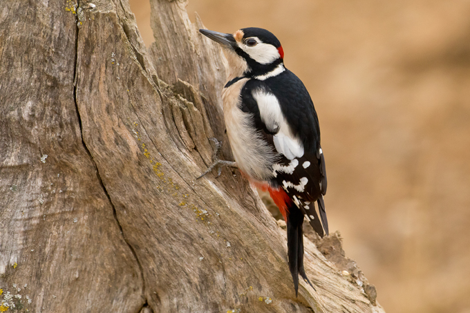 Buntspecht, Great spotted woodpecker (<em>Dendrocopos major</em>)