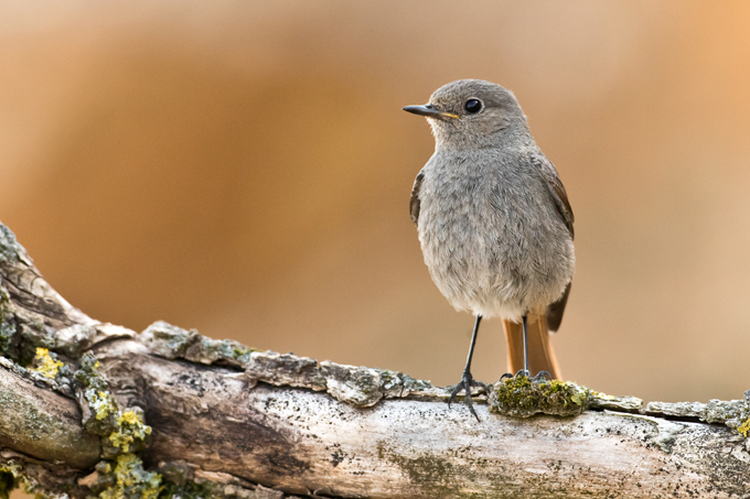 Gartenrotschwanz, Common redstart (<em>Phoenicurus phoenicurus</em>)