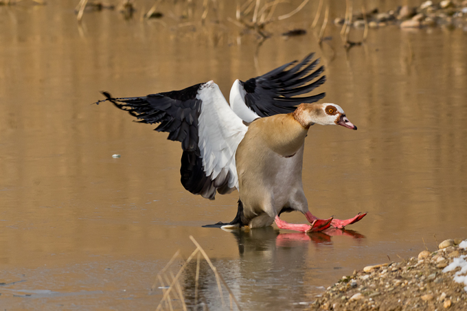 Nilgans, Egyptian goose (<em>Alopochen aegyptiaca</em>)