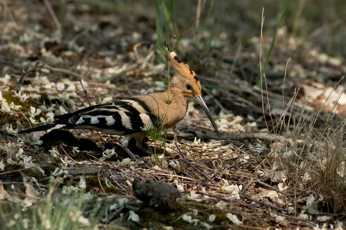 Wiedehopf, Eurasian hoopoe (<em>Upupa epops</em>)